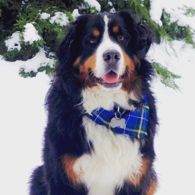 Bernese mountain dog collar best sale