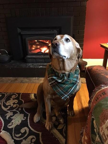 Tartan Dog Collar Scarf