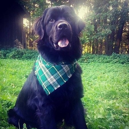 Newfoundland dog outlet bandana